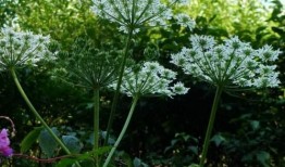 白芷种植技术视频,视频教程深度解读