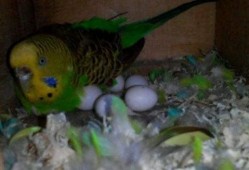 虎皮鹦鹉下蛋视频,揭秘下蛋全过程