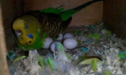 虎皮鹦鹉下蛋视频,揭秘下蛋全过程