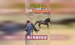 斗马比赛残忍视频直播,血腥场面引发社会关注