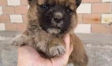 茶杯狗视频生孩子,萌宠家族新成员诞生记