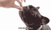 挤狗身上的寄生虫视频,宠物护理的必备知识
