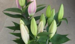 百合花花苞的钩法视频,轻松掌握花苞造型技巧