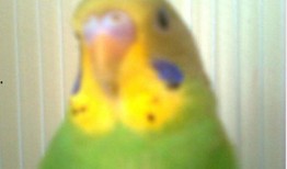 虎皮鹦鹉下蛋视频,揭秘下蛋全过程