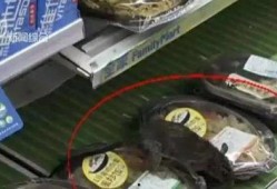 老鼠的视频和叫声,揭秘鼠界生活