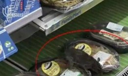 老鼠的视频和叫声,揭秘鼠界生活