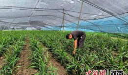 大棚生姜种植技术视频,大棚生姜种植技术要点解析