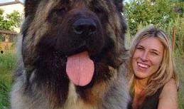 世界上最厉害的狗视频,揭秘最厉害狗视频背后的传奇故事