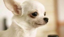 吉娃娃挨打惨叫视频,宠物权益谁来守护？