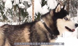 世界上最厉害的狗视频,揭秘最厉害狗视频背后的传奇故事