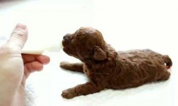 茶杯狗视频生孩子,萌宠家族新成员诞生记