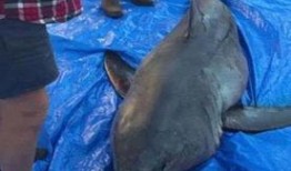 食人鱼和鲨鱼打架视频,海洋霸主间的生死较量