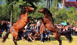 斗马比赛残忍视频直播,血腥场面引发社会关注