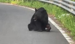 黑熊伤人视频,惊心动魄的野外遭遇