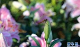 百合花花苞的钩法视频,轻松掌握花苞造型技巧