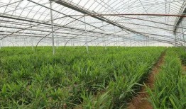 大棚生姜种植技术视频,大棚生姜种植技术要点解析