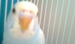 虎皮鹦鹉下蛋视频,揭秘下蛋全过程