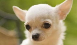 吉娃娃挨打惨叫视频,宠物权益谁来守护？