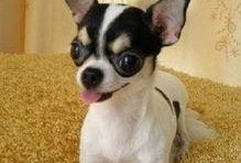 吉娃娃挨打惨叫视频,宠物权益谁来守护？