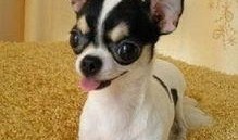 吉娃娃挨打惨叫视频,宠物权益谁来守护？