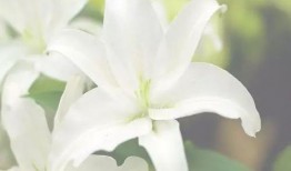 百合花花苞的钩法视频,轻松掌握花苞造型技巧