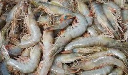 虾上岸药视频,揭秘海洋生物中的神奇药物