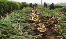 大棚生姜种植技术视频,大棚生姜种植技术要点解析