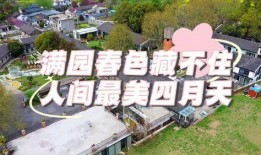 图片区视频区,图片与视频的完美融合之旅