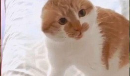 中华气死猫视频,揭秘网络迷因背后的文化现象