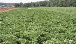 白芷种植技术视频,视频教程深度解读