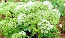 白芷种植技术视频,视频教程深度解读