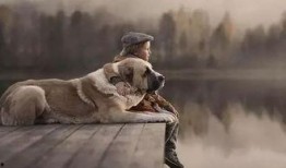 茶杯狗视频生孩子,萌宠家族新成员诞生记